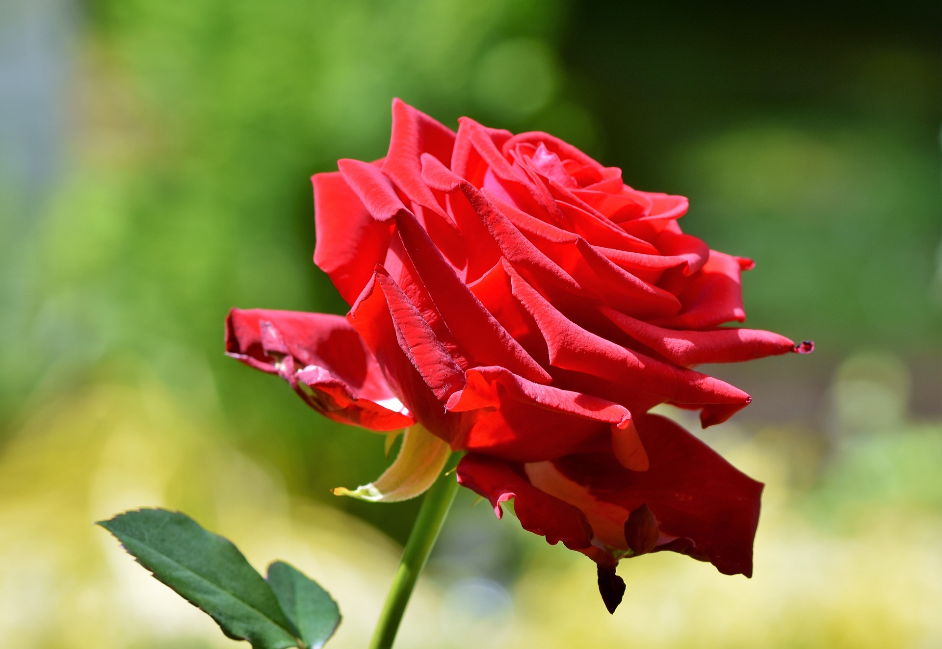 Die „Rose für Rösrath“ wird erneut auf der Schlosspartie verliehen
